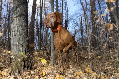 ormandaki altın köpek işaret 