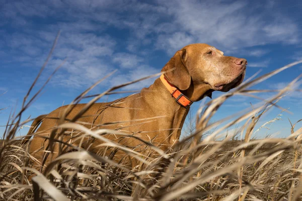 Hunting dog seen from ground levelt hrough grass outdoors — Stock fotografie