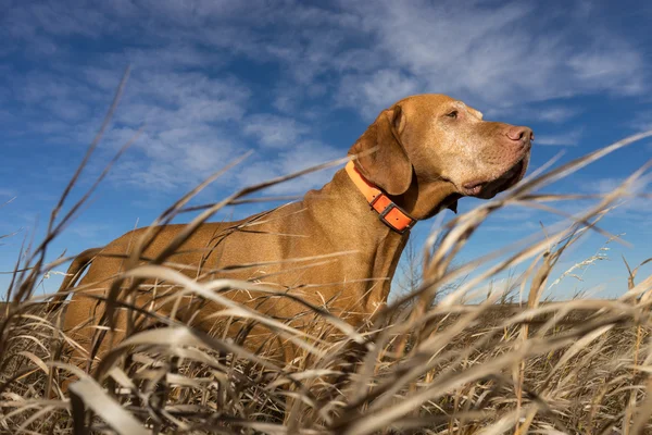 Chien de chasse vu du sol nivelé herbe rugueuse à l'extérieur — Photo