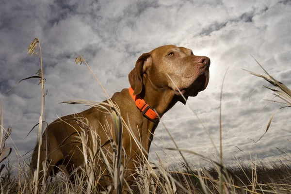 Hunting dog seen from ground level through grass — Stock Photo, Image