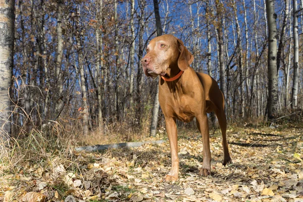 Az őszi erdő állt, magyar vizsla kutya — Stock Fotó