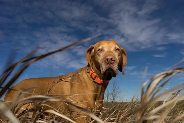 Pure breed pointer seen through grass outdoors — Stock fotografie