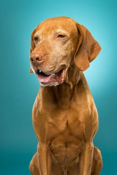 Lindo color dorado pura raza vizsla perro retrato — Foto de Stock