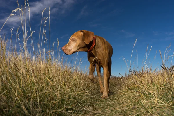 Cão ponteiro caminhando através da grama — Fotografia de Stock