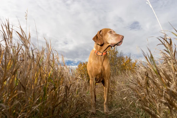 Hunting dog statnding in the tall grass seen from below — Φωτογραφία Αρχείου