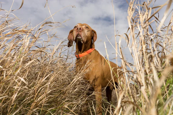 Cane puntatore visto dal basso attraverso l'erba — Foto Stock