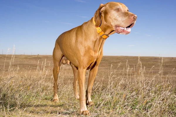 Hungarian vizsla standing outdoors in field — Φωτογραφία Αρχείου