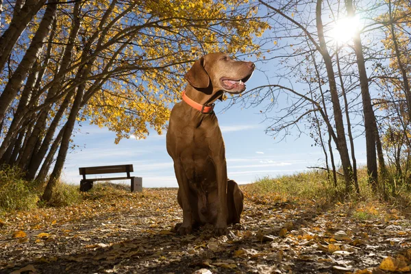 Pointing dog sitting outdoors in the park — Stock fotografie