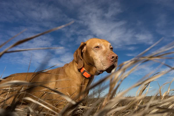 Cão de caça visto através de grama de baixo — Fotografia de Stock
