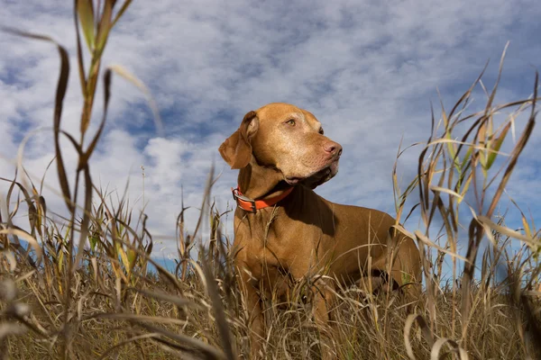 Cão ponteiro visto de baixo através da grama — Fotografia de Stock