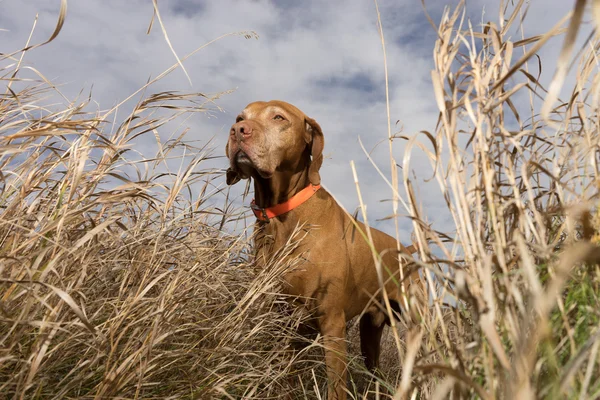 Pointer dog seen from below through grass — Stock fotografie