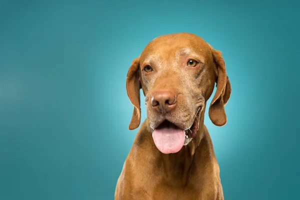 Mutlu altın renkli saf ırk vizsla portre — Stok fotoğraf