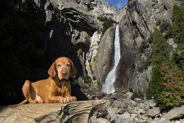 Dog laying obediently on tree trunk with waterfall in the background — Stock Photo, Image