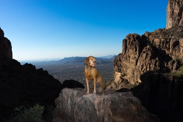 Hond staande op een rots in de bijgeloof mounains arizona — Stockfoto