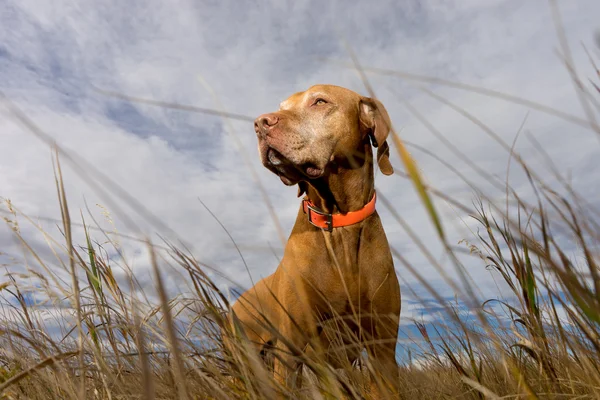 Low angle portrait of hunting dog outdoors — Stockfoto
