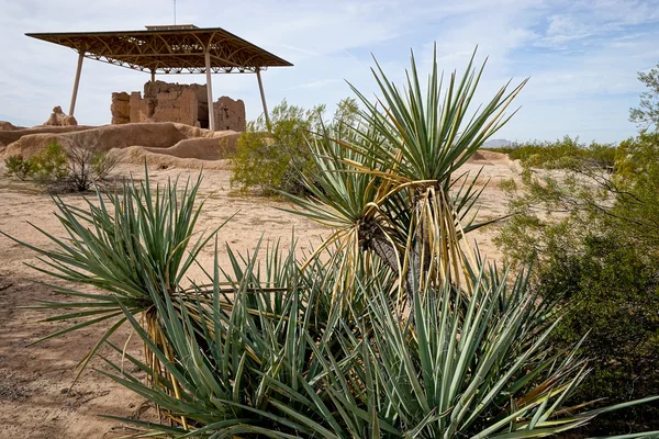 Yucca plants at casa grande hohokam ruins — Stockfoto