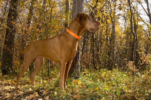 Pure breed vizsla dog standing in the fall colour forest — Stockfoto