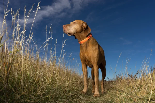 Собака-віз, що стоїть у високій траві на відкритому повітрі, видно з низького рівня — стокове фото