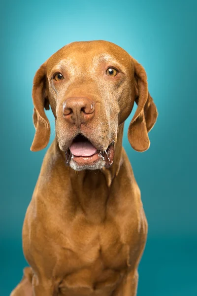 Happy dog portrait is studio — Stock fotografie