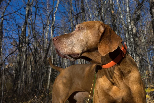 Magyar vizsla kutya closeup az erdő — Stock Fotó