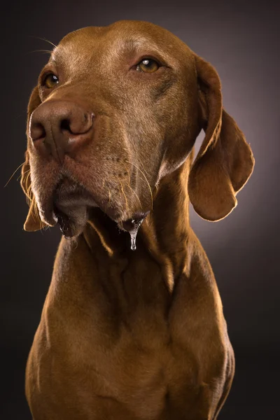 Drooling hungarian vizsla closeup portrait — Stock Photo, Image