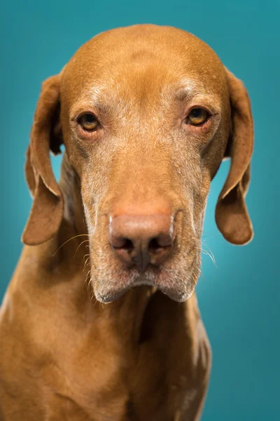 Dourado húngaro vizsla cão retrato no fundo azul — Fotografia de Stock