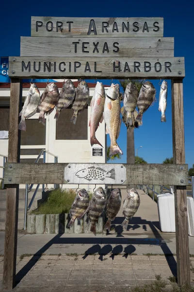 Fish hanging on cleaning station in texas — Stock Photo, Image