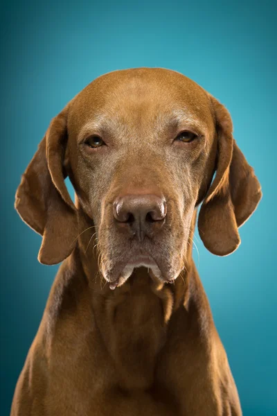 Retrato de um cão ponteiro em estúdio — Fotografia de Stock