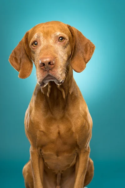 Sitzend niedlich ungarisch vizsla — Stockfoto