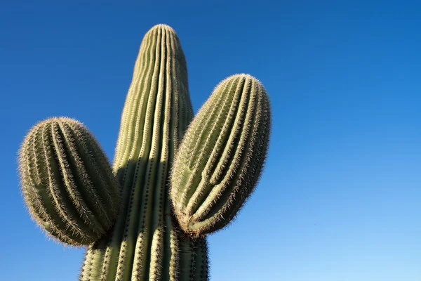 Saguaro against the blue sky in the desrt of sonora — Stockfoto