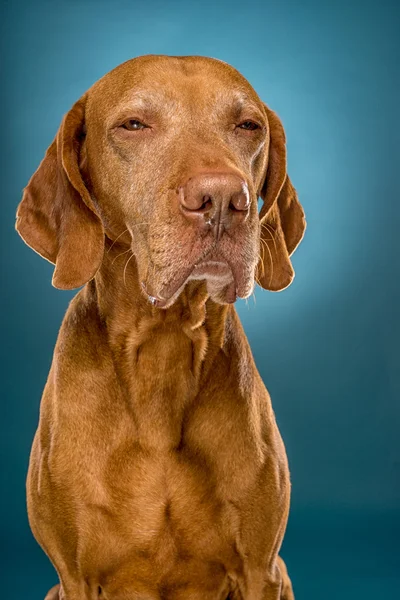 Goldene ungarische vizsla Hund Porträt auf blauem Hintergrund — Stockfoto