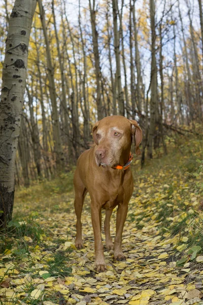 Golden magyar vizsla kutya állva erdei út — Stock Fotó