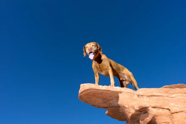 Arka plan mavi gökyüzü ile kırmızı uçurumun kenarında köpek ayakta — Stok fotoğraf