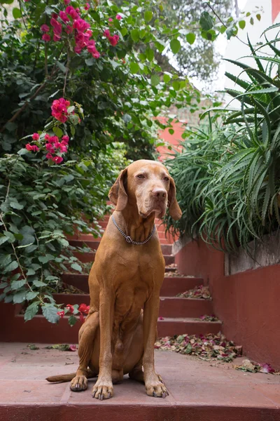 Golden dog sitting obediently — Stock Photo, Image