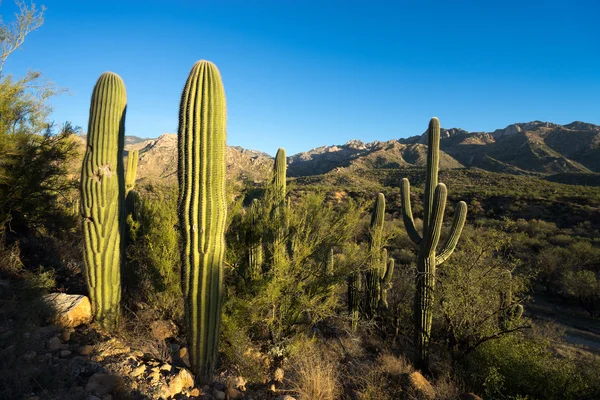 Saguaros at catalina state park in tucson arizona — Stockfoto