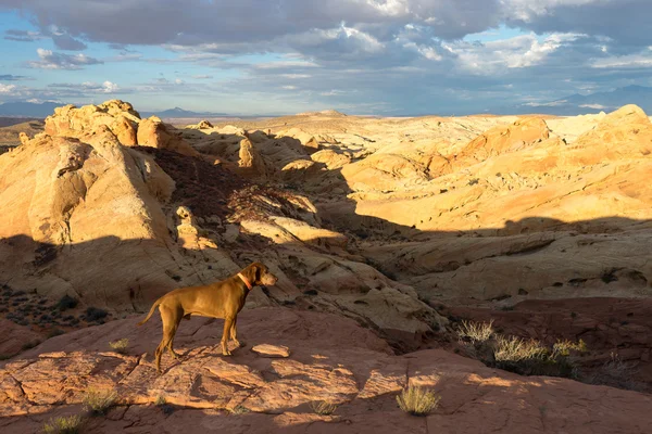 Dog standing in red rock desert — ストック写真