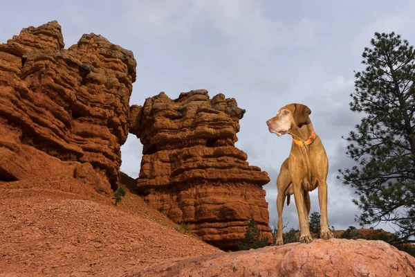 Pure breed dog posing on red rock formation in utah — Stock Photo, Image