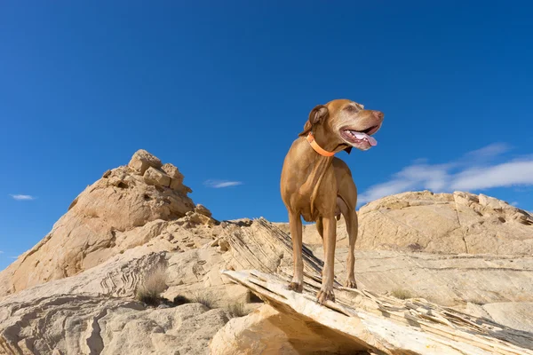 Feliz cão caminhadas — Fotografia de Stock