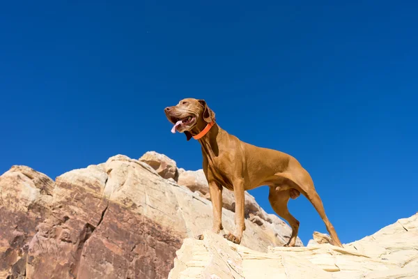 Mutlu köpek açık havada — Stok fotoğraf