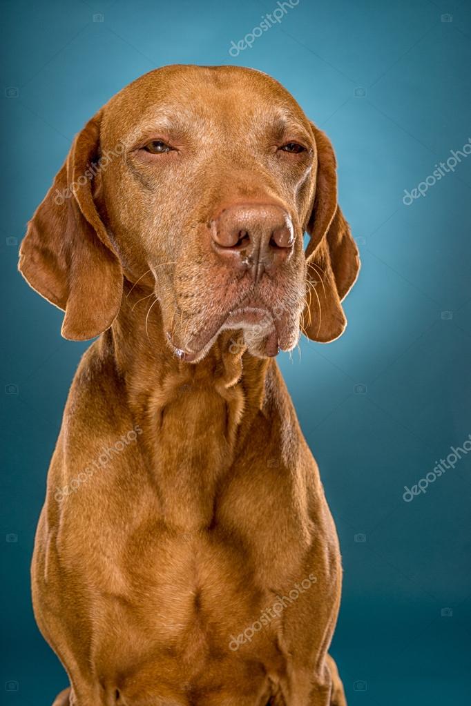 Goldene ungarische vizsla Hund Porträt auf blauem Hintergrund