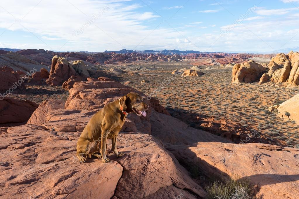 dog on cliff edge in valley of fire nevada