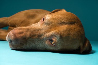 altın renkli hugarian vizsla yerde yatan