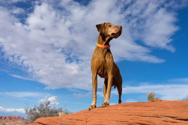 Goldene Farbe Zeiger Hund steht auf rotem Felsen mit bewölktem Himmel in — Stockfoto