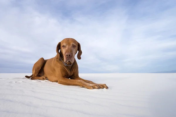 Dog laying in sand — Φωτογραφία Αρχείου