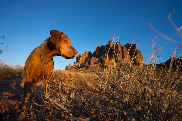 Dog closeup in superstition mountains arizona — Stock Photo, Image