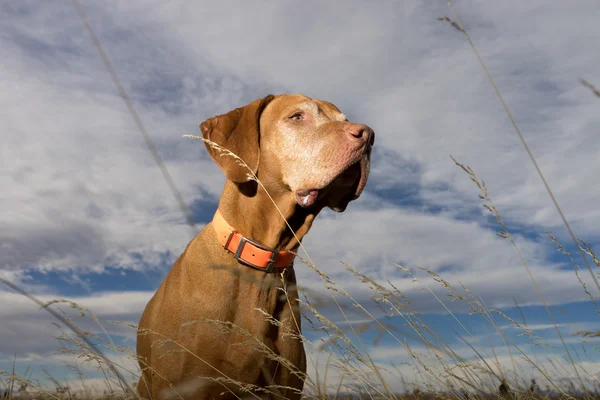 Cane puntatore visto dal basso attraverso l'erba — Foto Stock