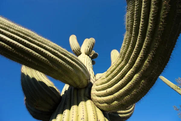 Saguarokaktustett – stockfoto