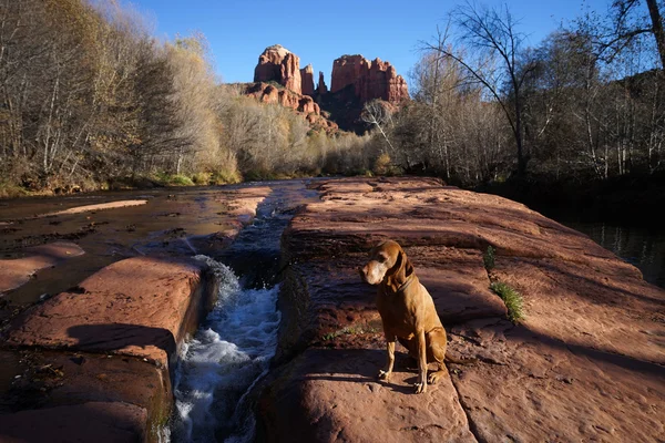 Gylne vizsla hund ved elv med katedralstein i bakgrunnen – stockfoto