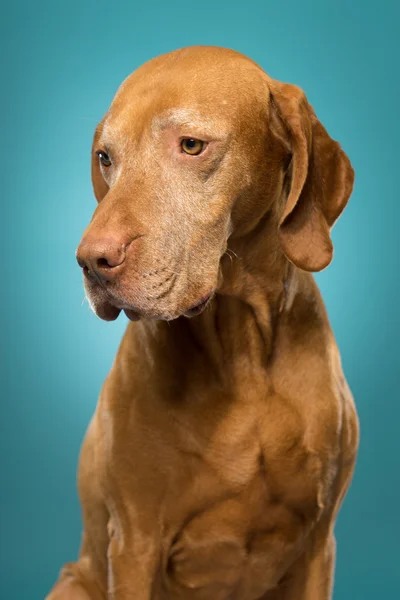 Cute golden colour pure breed vizsla dog portrait — Stock Photo, Image