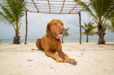 golden dog laying on beach